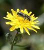 Osmia latreillei